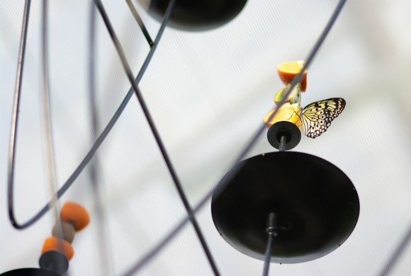 Papillons en liberté – cages et lustre